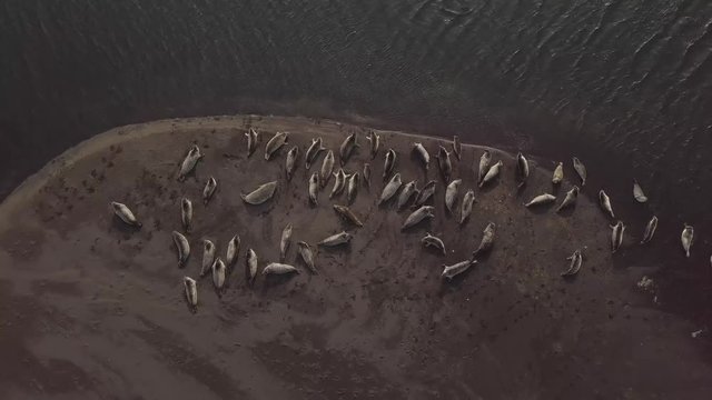 Aerial. Seals resting on the beach. Seal in the ocean. Iceland
