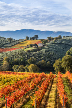 Montefalco Wineyards, Perugia province, Umbria, Italy