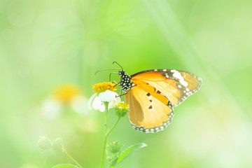 Butterfly on grass flower close-up, the animal in nature, macro of insect