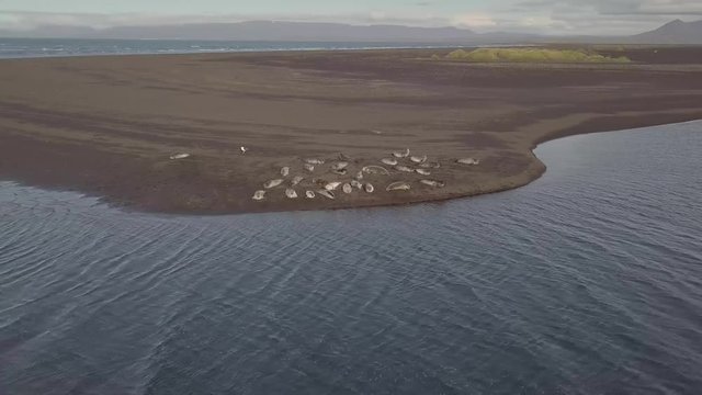 Aerial. Seals resting on the beach. Seal in the ocean. Iceland