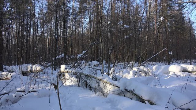 Man wades through a windbreak with snowbanks  in a winter forest.