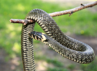 snake on the branch