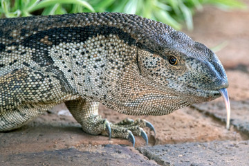 Obraz premium Rock Monitor Lizard