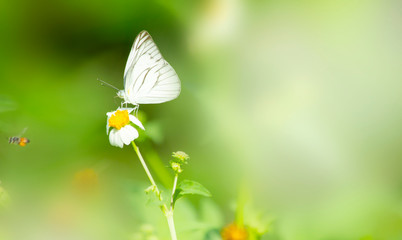 Butterfly on grass flower close-up, the animal in nature, macro of insect