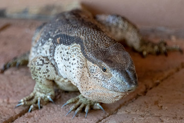 Rock Monitor Lizard