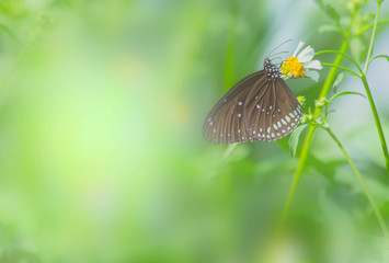 Obraz premium Butterfly on grass flower close-up, the animal in nature, macro of insect