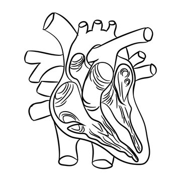 Human heart anatomy in section. Human heart anatomically correct hand drawn line art and dotwork.  Heart - sketch isolated on white background. Vector simple heart sign. Vector illustration. Freehand 