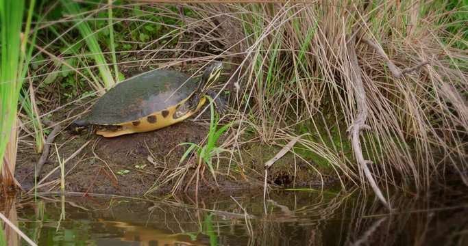 Turtle sitting on wetlands grass on the edge of a pond &permil;&Ucirc;&Oacute; suddenly slides down the mud and splashes into the water