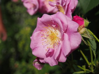 Naklejka premium 初夏の花