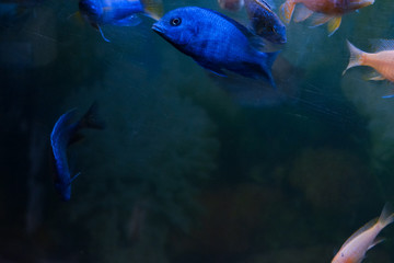 Blue fishes swimming in a fish tank