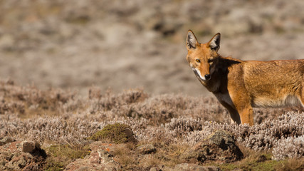 Ethiopian Wolf in Sanetti Plateau