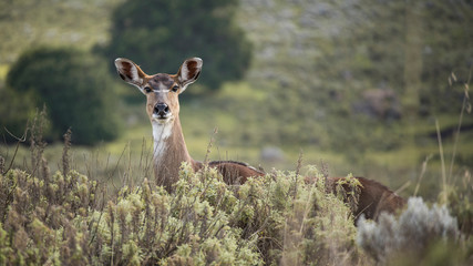 A female mountain Nyala in the Gaysay plains in Ethiopia
