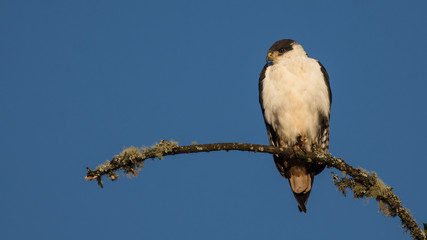A high key image of an augur buzzard perched on a branch