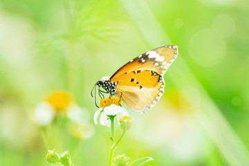 Butterfly on grass flower close-up, the animal in nature, macro of insect