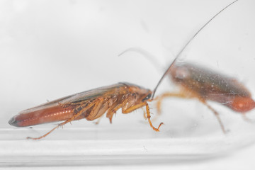cockroach on a white background