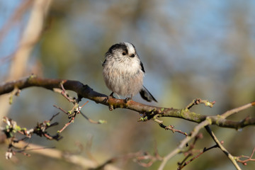 Long Tailed Tit