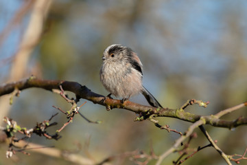 Long Tailed Tit