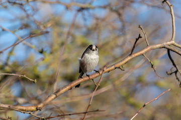 Long Tailed Tit