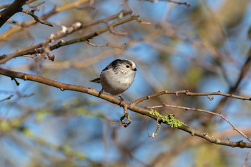 Long Tailed Tit