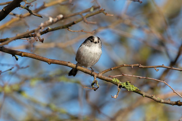 Long Tailed Tit