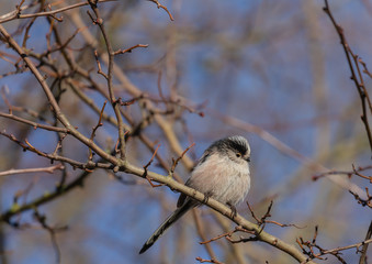 Long Tailed Tit