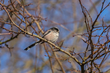 Long Tailed Tit