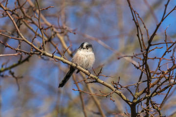 Long Tailed Tit