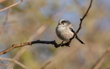 Long Tailed Tit