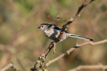 Long Tailed Tit
