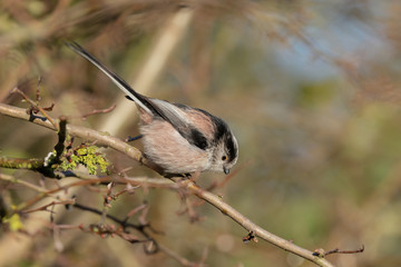 Long Tailed Tit