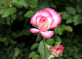 .One blossoming pink rose. Open rose for card.Natural flower. Soft focus. Copy space.