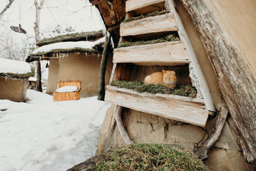 Beautiful fluffy ginger cat lying outdoor. Winter