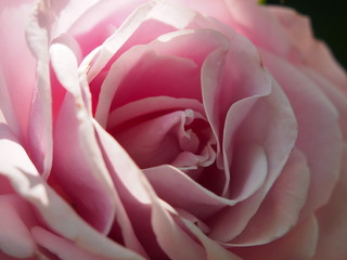 Obraz premium 初夏の花