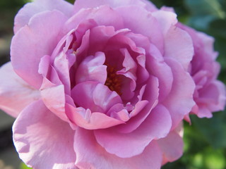 Fototapeta premium 初夏の花