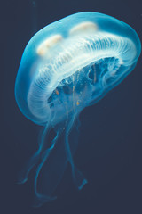 jellyfish