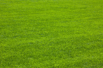 Green grass / herbe verte - obrazy, fototapety, plakaty