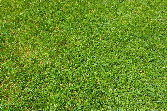 Green grass / herbe verte