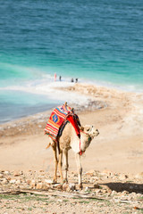 Stunning view of a camel grazing on a hill with Dead Sea in the background, Israel.