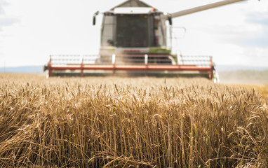 Fototapeta na wymiar Harvesting of wheat field with combine