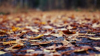 leaves on the ground