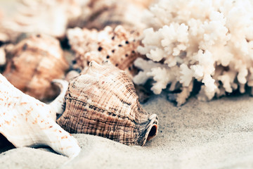 Seashells on the sand, summer beach background with copy space for text.