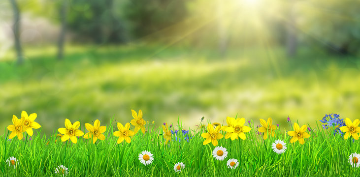 a fantasy spring forest meadow with flowers and grass