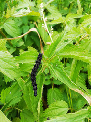 Black Caterpillar Sitting on Nettles