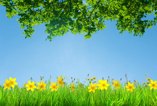 a spring narcissus and daisy flowers and green grass background