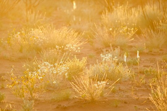 エアーズロックと砂漠の植物