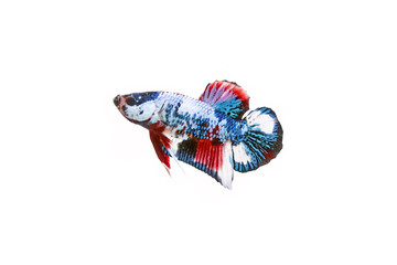 Fighting Fish / Betta Fish : Multicolor siamese fancy fighting fish (Koi pattern or Galaxy pattern)...
