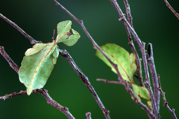 Leaf insect (Phyllium westwoodii) Green leaf insect or Walking leaves are camouflaged to take on the appearance of leaves, rare and protected. Selective focus, blurred green background.