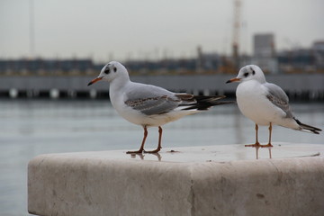 two seagulls