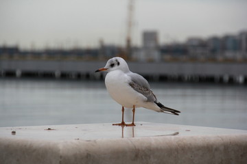 lonely seagull