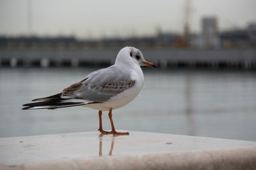 Lonely seagull